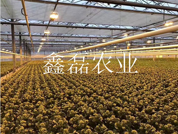 花卉、育苗基地